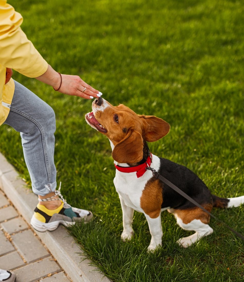 From above cute beagle sitting on lawn and smelling hand of crop woman during training in park